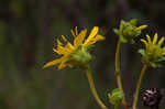 Kidneyleaf rosinweed